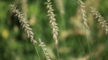 Mevsimlik backgorund üzerinde yeşil bitkiler