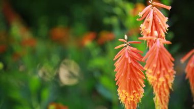 Mevsimlik arka plan üzerinde kırmızı sıcak Poker (Kniphofia uvaria)