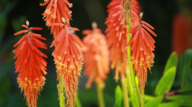 Mevsimlik arka plan üzerinde kırmızı sıcak Poker (Kniphofia uvaria)