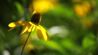 susan Çiçek bahçesinde rudbeckias siyah gözlü