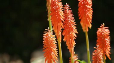 Mevsimlik arka plan üzerinde kırmızı sıcak Poker (Kniphofia uvaria)