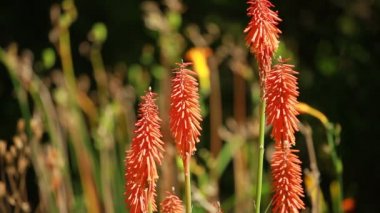 Mevsimlik arka plan üzerinde kırmızı sıcak Poker (Kniphofia uvaria)