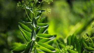 Mevsimlik backgorund üzerinde yeşil bitkiler