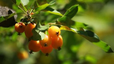 Çince elma - malus prunifolia