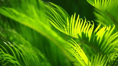 ve parlak yeşil palmiye rüzgarda bulanık arka plan üzerinde bırakır.