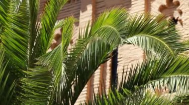 Rüzgar ve mimari arka planı yeşil acı ağaç yaprak.