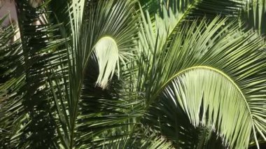 Rüzgar ve mimari arka planı yeşil acı ağaç yaprak.