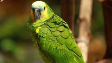 Mevsimlik arka planda yeşil papağan