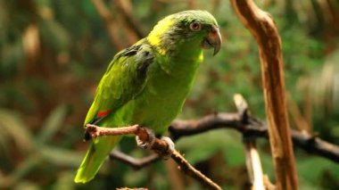 Mevsimlik arka planda yeşil papağan