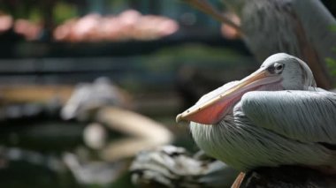 Pelikan (Pelecanus onocrotalus) ayakta çimenlerin üzerinde beyaz