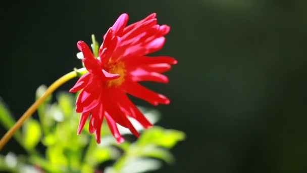 Röd dahlia blomma på morgonen ljus i grönskande trädgård — Stockvideo