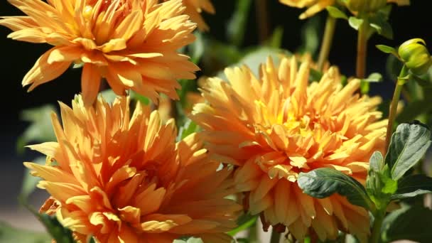 Dahlia fleur à la lumière du matin dans le jardin vert — Video