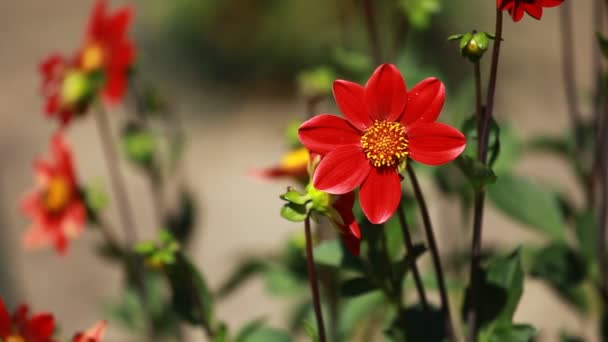 Dahlia flor en la luz de la mañana en el jardín verde — Vídeos de Stock