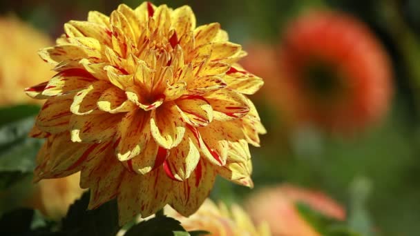 Dahlia fleur à la lumière du matin dans le jardin vert — Video