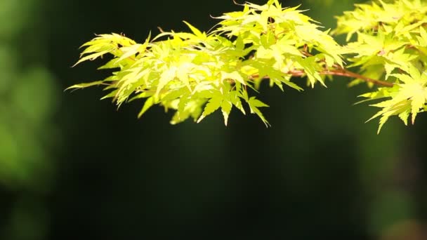 大丽花花在早晨的阳光在绿色的花园中 — 图库视频影像