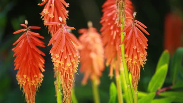 Mevsimlik arka plan üzerinde kırmızı sıcak Poker (Kniphofia uvaria) — Stok video