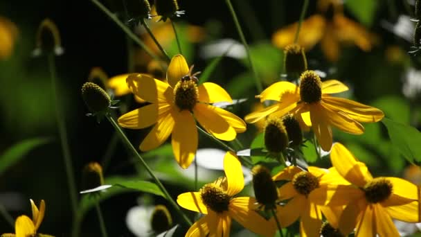 Rudbeckias μαύρα eyed susan λουλούδια στον κήπο — Αρχείο Βίντεο