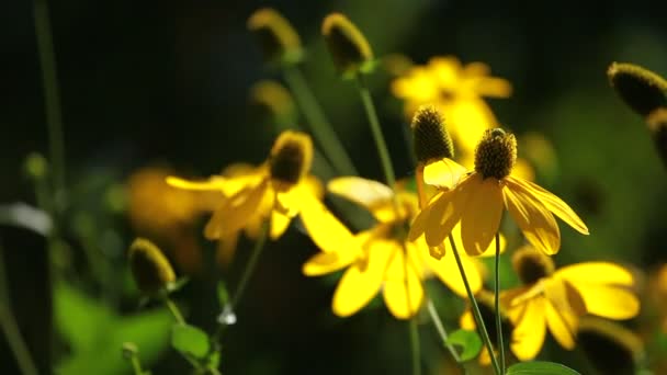 Rudbeckias μαύρα eyed susan λουλούδια στον κήπο — 图库视频影像