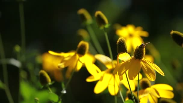 Rudbeckias negro ojos susan flores en el jardín — Vídeos de Stock
