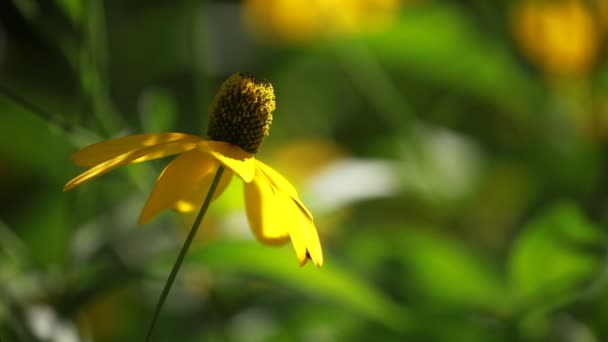 Rudbeckias zwarte eyed susan bloemen in de tuin — Stockvideo