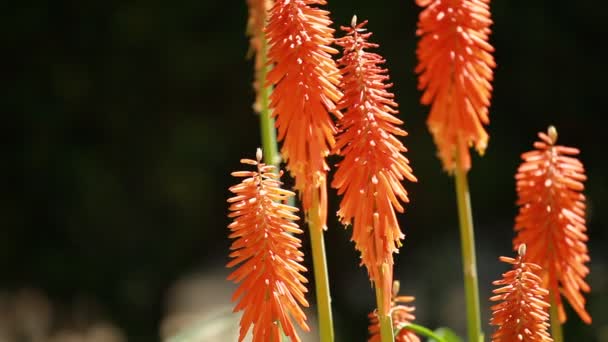 Κόκκινο καυτό πόκερ (Kniphofia uvaria) σε blured φόντο — Αρχείο Βίντεο