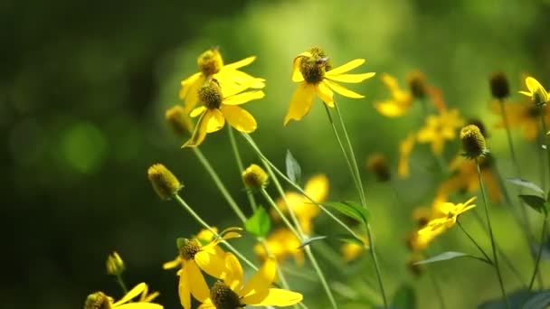 Rudbeckias negro ojos susan flores en el jardín — Vídeos de Stock