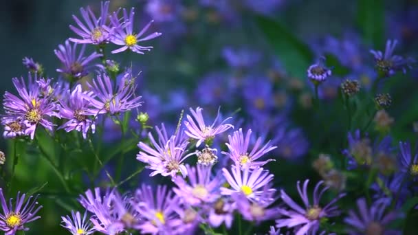 Blue flower on blured background — Stock Video