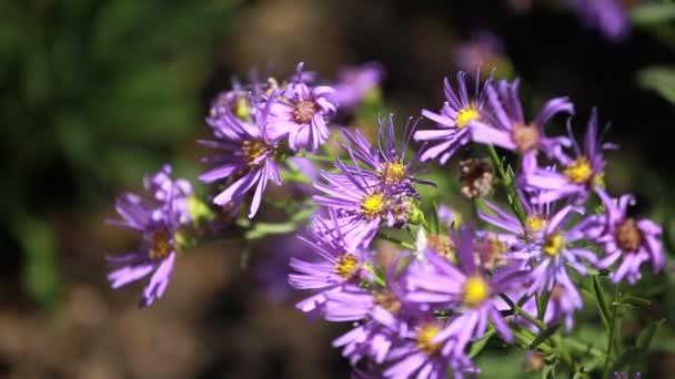 Fleur bleue sur fond bleu 