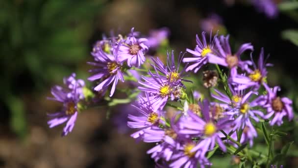 Blå blomma på blured bakgrund — Stockvideo