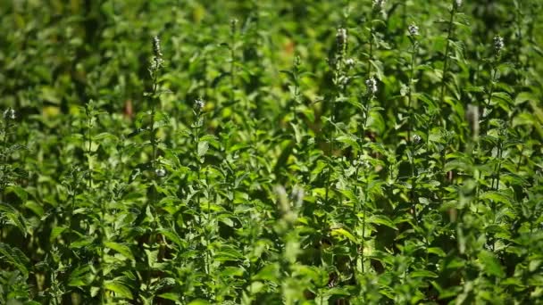 Menta - Mentha piperita — Vídeos de Stock