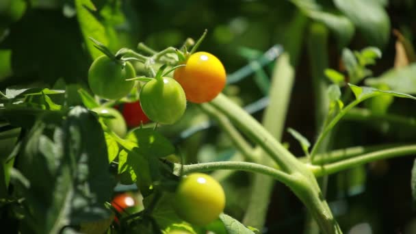 Куча помидоров с зеленым фоном — стоковое видео