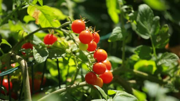 Un bouquet de tomates avec fond vert — Video