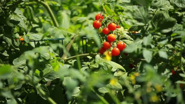 Un ramo de tomates con fondo verde — Vídeos de Stock