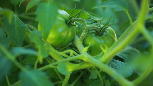 Un ramo de tomates con fondo verde — Vídeo de stock