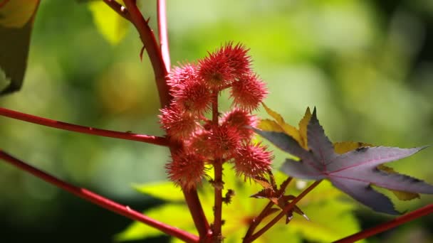 Red Leaf of Castor Oil Plant, Selective Focus — Stock Video