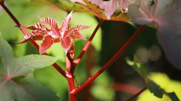 Hoja roja de la planta de aceite de ricino, enfoque selectivo — Vídeos de Stock