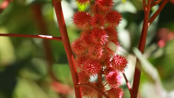 セレクティブ フォーカス ヒマシ油植物の赤い葉 — ストック動画
