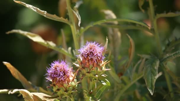 Closeup of spiky dried thistle blossoms with shallow depth — Stock Video