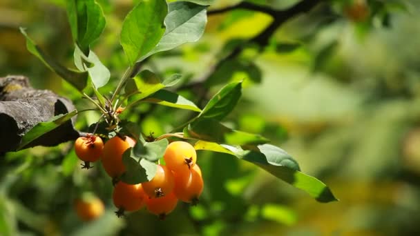 Chinese apple - Malus prunifolia — Stock Video