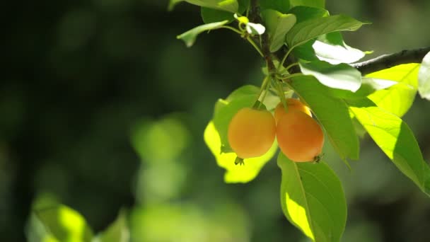 Manzana china - Malus prunifolia — Vídeo de stock