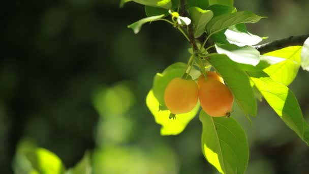 Chinesischer Apfel - Malus prunifolia — Stockvideo