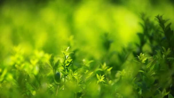 Feuilles vertes balançant dans le vent . — Video