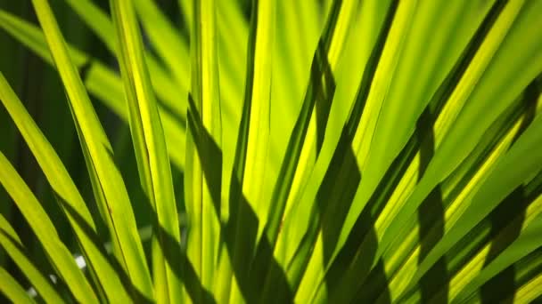 Groen en heldere palm bladeren in de wind over onscherpe achtergrond — Stockvideo