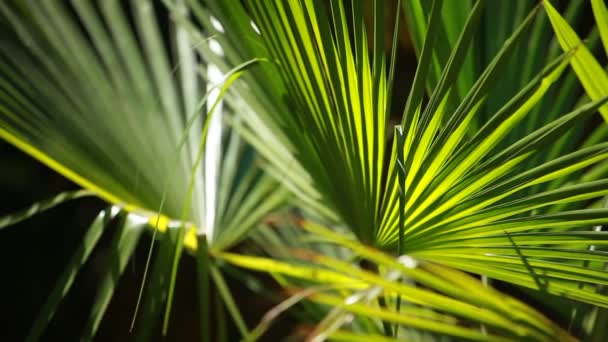 Hojas de palma verde y brillante en el viento sobre fondo borroso — Vídeos de Stock