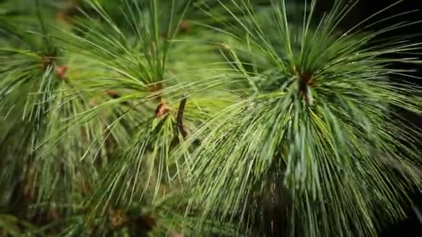 Green pain tree leaves in the wind. — Stock Video