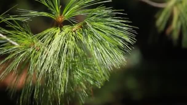 Πόνος πράσινο δέντρο που αφήνει στον αέρα. — Αρχείο Βίντεο