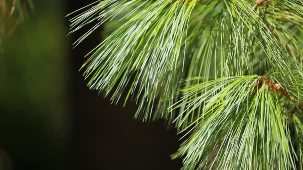 Hojas verdes del árbol del dolor en el viento . — Vídeos de Stock