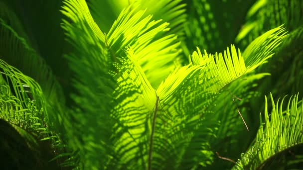 Hojas de palma verde y brillante en el viento sobre fondo borroso — Vídeos de Stock