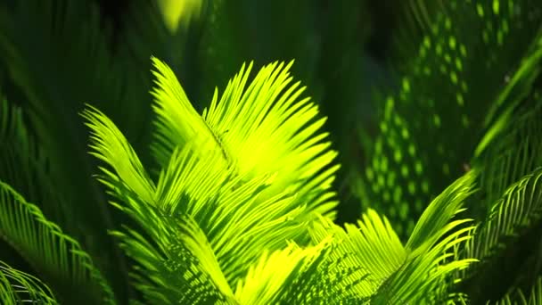 绿色和明亮的棕榈树叶在风中在模糊背景 — 图库视频影像