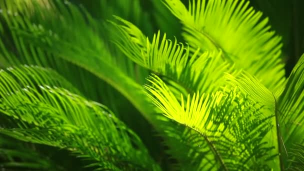 Groen en heldere palm bladeren in de wind over onscherpe achtergrond — Stockvideo